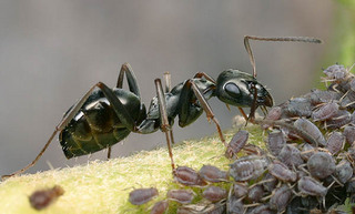 Formica fusca, worker tending aphids