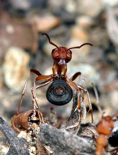 Formica integroides, worker