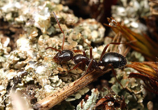 Formica lasioides, worker