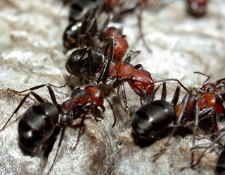 Thatch Ants