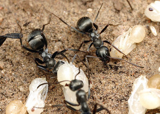 Formica occulta, workers and pupae