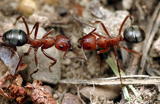 Formica pergandei, workers
