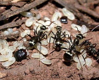 Formica sibylla, workers and larvae