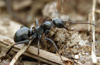 Formica subsericea, worker