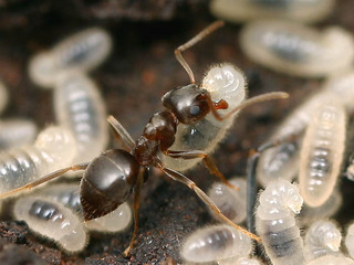Lasius alienus, worker and larvae