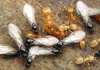 Lasius flavus, workers and males
