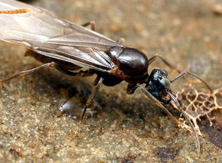 Lasius nearcticus, male, head and thorax