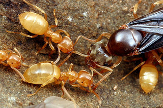 Lasius nearcticus, workers and male