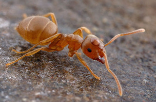 Lasius pallitarsis, worker with a phoretic mite on the head