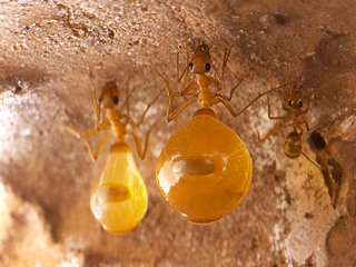 Myrmecocystus mexicanus, honeypot workers