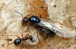 Myrmecocystus mimicus, queen and worker and larva