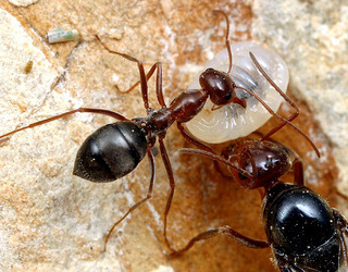 Myrmecocystus mimicus, worker and larva and queen