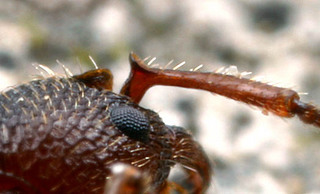 Myrmica americana, worker, antennal scape