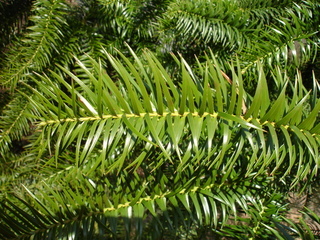 Cunninghamia lanceolata