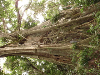 Ficus aurea