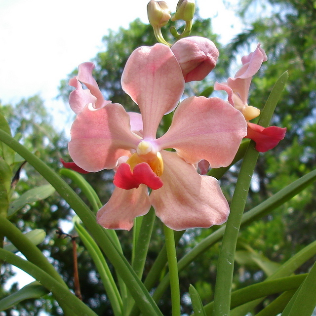 Orchidaceae, I AM2239