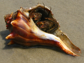 Clibanarius vittatus in a busycon carica shell, jekyll island, southwest side, glynn county, georgia 1