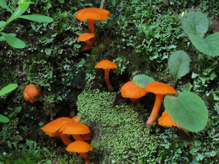 Cantharellus cinnabarinus, Chattahoochee National Forest, Gilmer County, Georgia 1