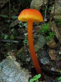 Hygrocybe cantharellus, Chattahoochee National Forest, Gilmer County, Georgia 1