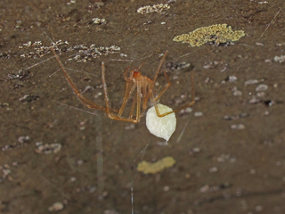 Nesticus barri, female with egg sac, Sinking Cove Cave, Franklin County, Tennessee 1