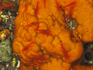 Halocaridina rubra, on Schizothrix calcicola, Kanonone Waterhole, anchialine pool, below Ocean View, Hawaii County, Hawaii 3