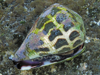 Conus ebraeus, Waiopae Tide Pools, Hawaii County, Hawaii 1