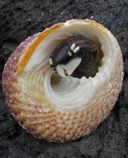 Calcinus laevimanus, in a Trochus intextus shell, tide pool, near Maakole, Hawaii County, Hawaii 1
