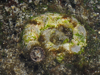 Serpulorbis variabilis, tide pool, near Maakole, Hawaii County, Hawaii 1