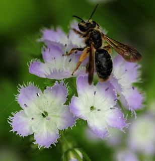 Phacelia purshii, Maimi Mist, Andrena, female bee