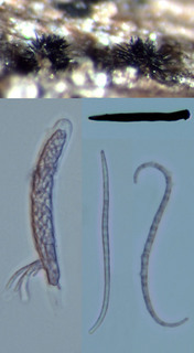 Acanthostigma filiforme