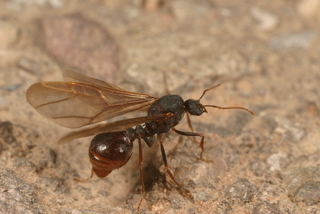 Acromyrmex versicolor, male