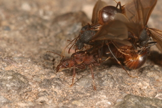 Acromyrmex versicolor, male, and queen in mating aggregation