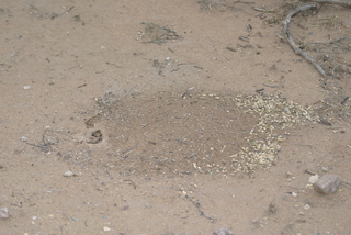 Aphaenogaster cockerelli, nest and mesquite pods in midden