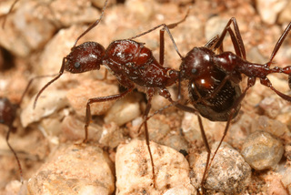 Aphaenogaster cockerelli, queen with worker