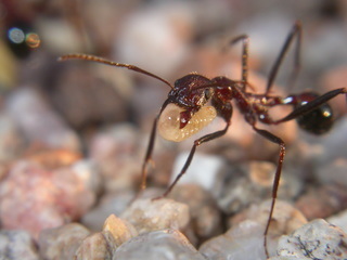 Aphaenogaster cockerelli, worker carrying larva