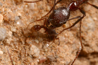 Aphaenogaster cockerelli, worker killing Neivamyrmex nigrescens army ant