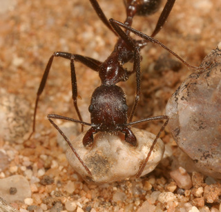 Aphaenogaster cockerelli, worker picking up rock