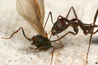 Aphaenogaster cockerelli, worker with male Acromyrmex versicolor remains after mating flight