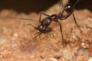 Aphaenogaster cockerelli, worker with myrmecophilous staphylinid beetle