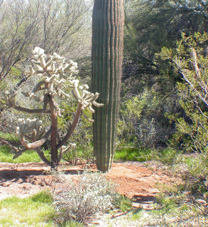 Atta mexicana, nest at base of saguaro and cholla cacti