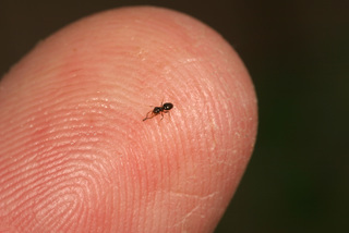 Brachymyrmex obscurior, worker and finger for scale