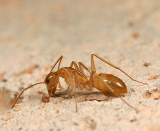 Camponotus festinatus, minor worker