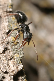Camponotus mina, worker