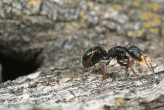Camponotus mina, worker