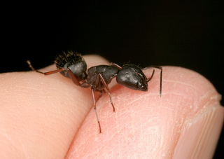 Camponotus modoc, major worker held in fingers for scale