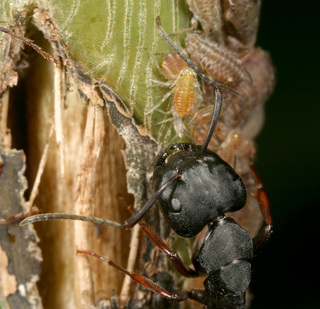 Camponotus modoc, major worker tending aphids