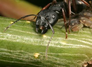 Camponotus modoc, major worker with aphids