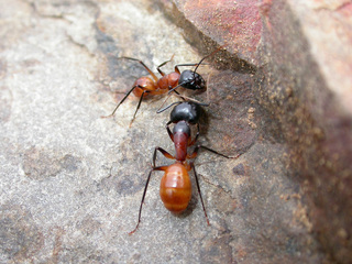 Camponotus ocreatus, major and minor workers