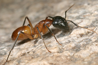 Camponotus ocreatus, major worker