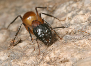 Camponotus ocreatus, major worker